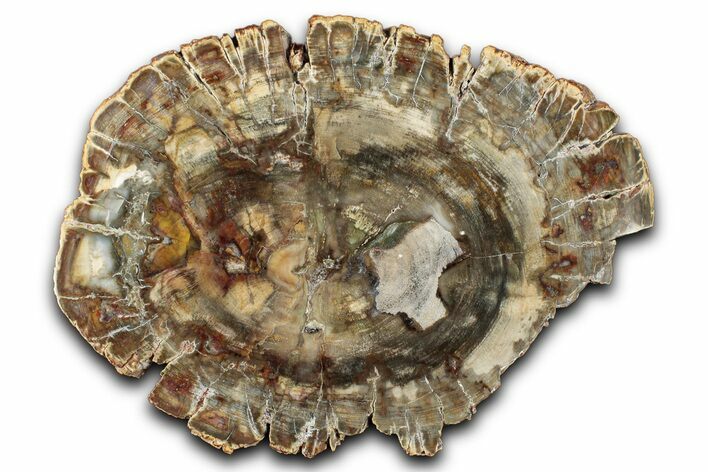 Polished Petrified Wood (Araucaria) Round - Madagascar #344711